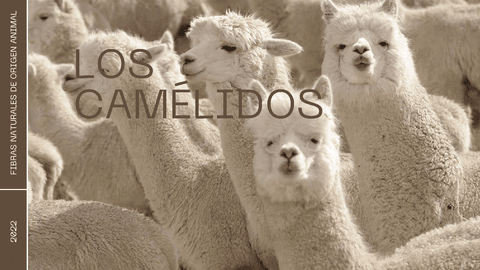 presentacion-los-camelidos.pdf