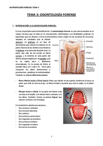 TEMA-3-ANTROPOLOGIA-FORENSE.pdf