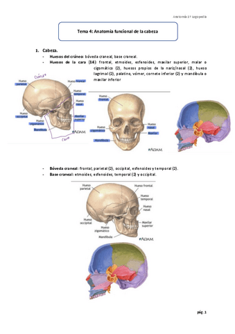 Tema-4-Anatomia-funcional-de-la-cabeza.pdf