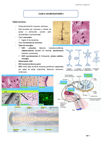 Tema-6-Neuroanatomia-I.pdf