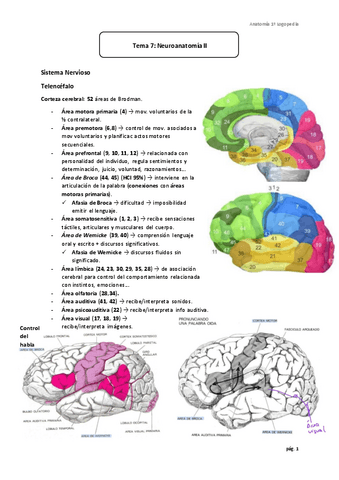 Tema-7-Neuroanatomia-II.pdf