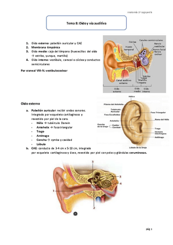 Tema-8-Oido-y-via-auditiva.pdf