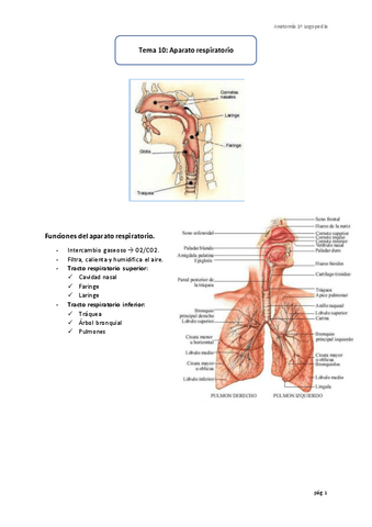Tema-10-Aparato-respiratorio.pdf