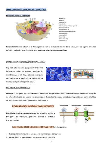 fisiologia-humana.pdf