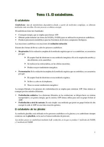Catabolismo.pdf