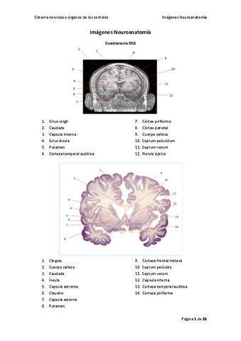 Imagenes-Neuroanatomia.pdf