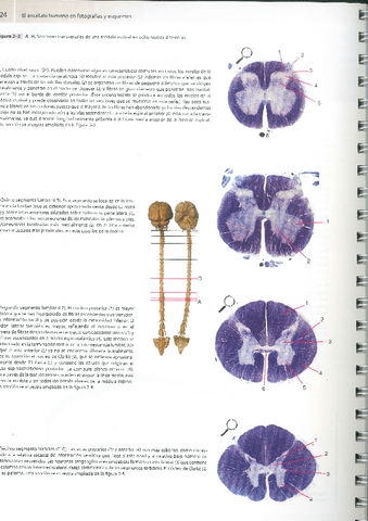 secciones-medula-espinal.pdf