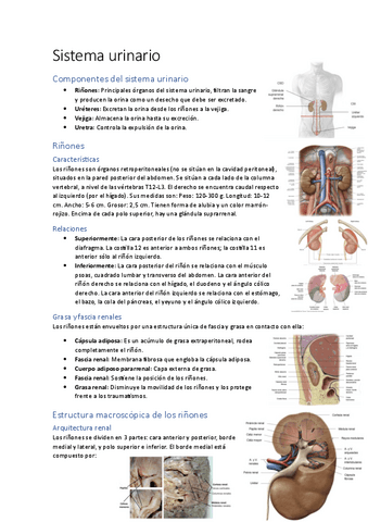 Apuntes-sistema-urinario.pdf