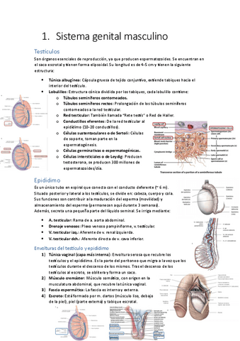 Apuntes-sistema-genital.pdf