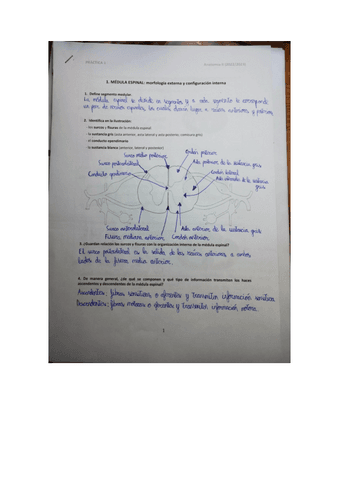 Practicas-resueltas-Anatomia-II.pdf