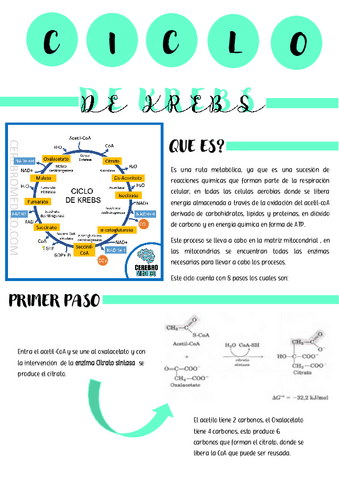 Ciclo-de-krebs.pdf