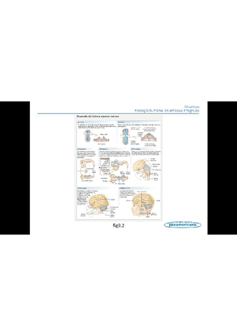 Todo-el-temario-fisiologia-humana-6.pdf