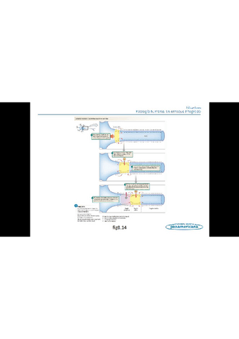 Todo-el-temario-fisiologia-humana-5.pdf