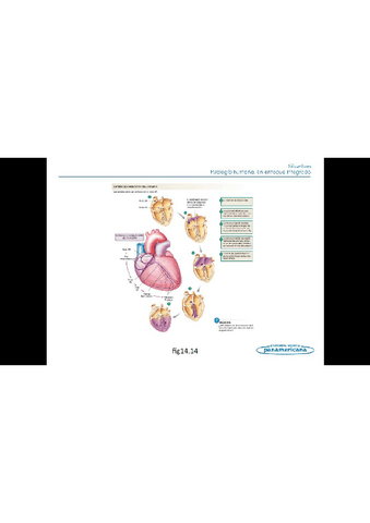 Todo-el-temario-fisiologia-humana-3.pdf