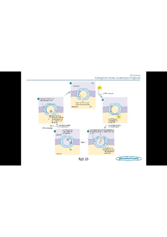 Todo-el-temario-fisiologia-humana-2.pdf