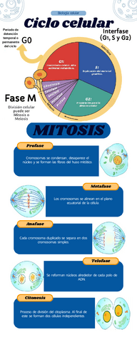 Ciclo-celular-Mitosis.pdf