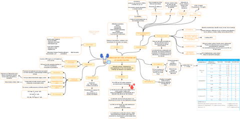 IVU-recien-nacido.pdf