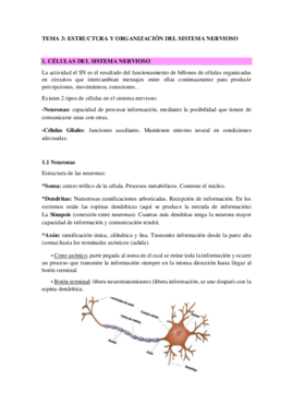 Tema 3. Estrucuturas y organización del sistema nervioso.pdf