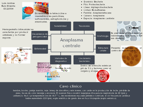 Anaplasma-centrale.pdf