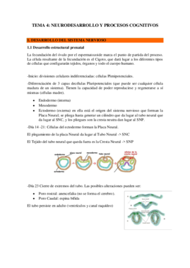 Tema 4. Neurodesarrollo y procesos cognitivos.pdf