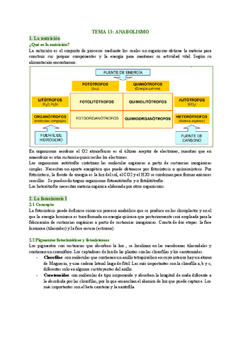 TEMA-13-ANABOLISMO-1.pdf