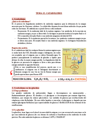 TEMA-12-CATABOLISMO-1.pdf