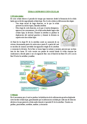 TEMA-8-REPRODUCCION-CELULAR-1.pdf