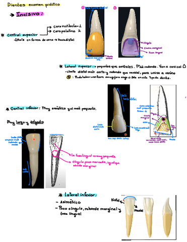 Dientes-Examen-Practico.pdf