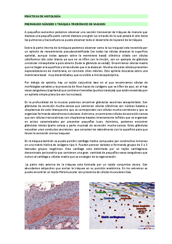 PRACTICAS-DE-HISTOLOGIA.pdf