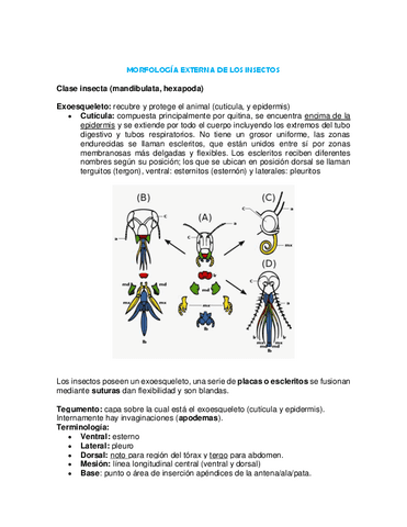 MORFOLOGIA-EXTERNA-DE-LOS-INSECTOS.pdf