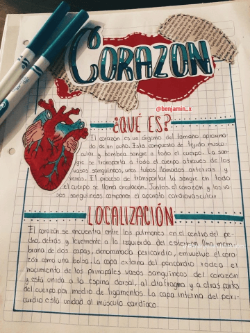Caracteristicas-del-corazon.png