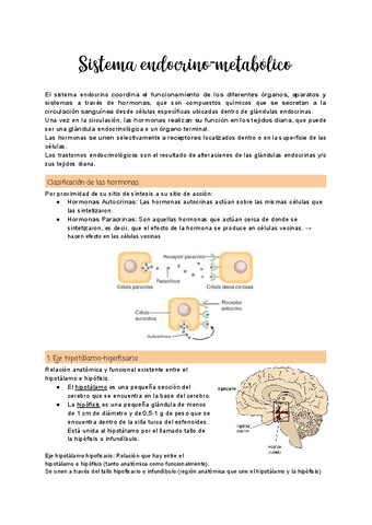 Tema-2.1-Sistema-endocrino-metabolico.pdf