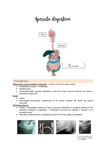 Tema-3.Aparato-digestivo.pdf