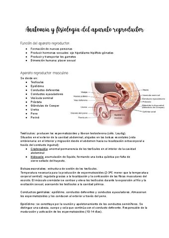Tema-3-Recuerdo-anatomia-fisiologia.pdf