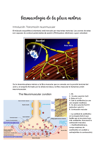 Tema-4.1-Farmacologia-de-la-Placa-motora.pdf