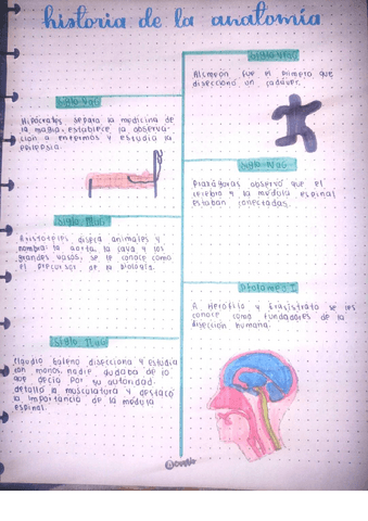 anatomia-linea-de-tiempo.pdf