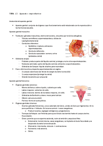 TEMA-12-anatomia.pdf