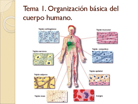 AA.-Tema-1.-Organizacion-basica-del-cuerpo-humano-1.pdf