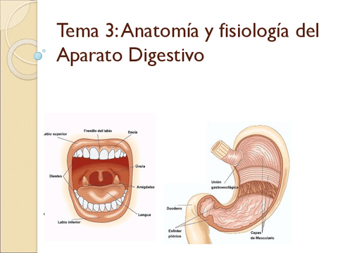 AA.Tema-3.-Digestivo.pdf