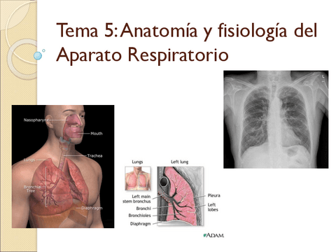 Tema-5.-Respiratorio.pdf