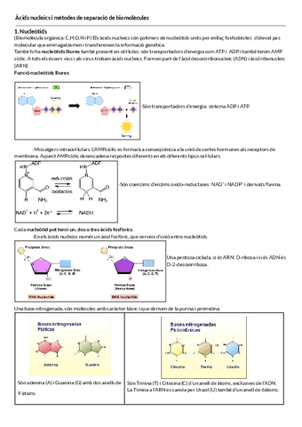 T.3-Acids-nucleics-i-metodes-de-separacio-de-biomolecules.pdf