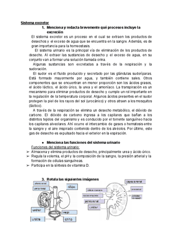 Sistema-excretor.pdf
