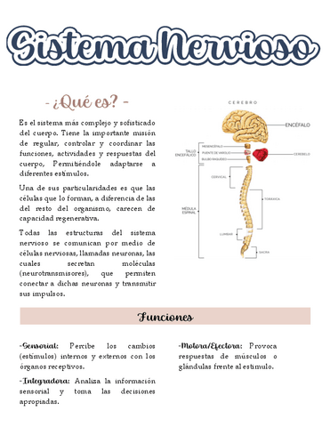 Sistema-nervioso.pdf