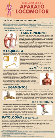 El-aparato-locomotor-Infografia.pdf