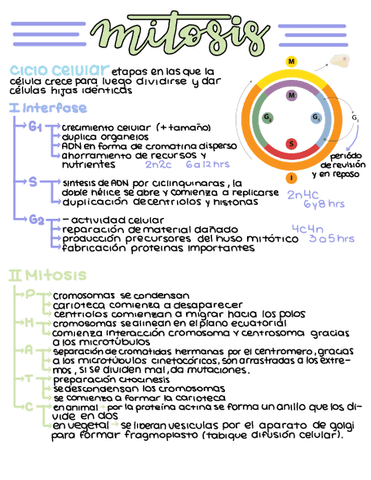 Mitosis.pdf