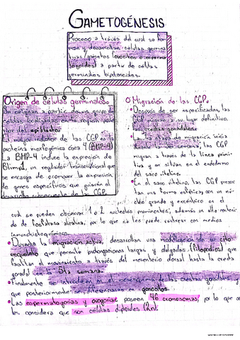 Gametogenesis.pdf