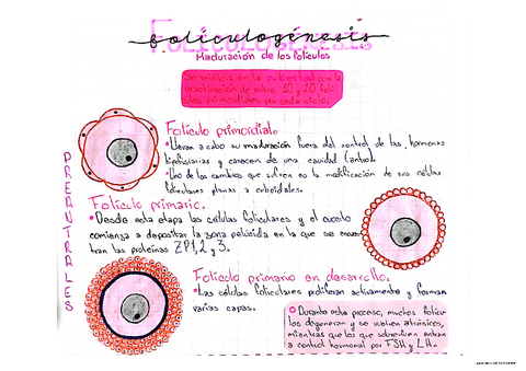 Foliculogenesis.pdf