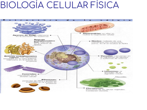 ORGANULOS-CELULARES.pdf
