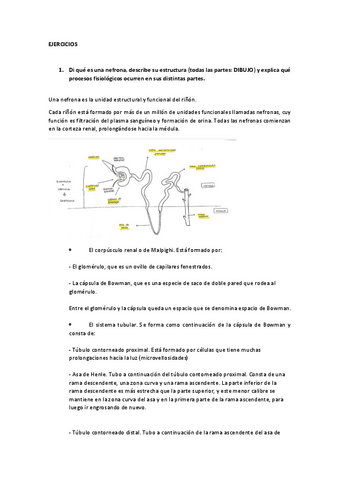 Actividades-Tema-renal.pdf