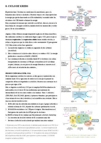 8.-Ciclo-de-Krebs.pdf